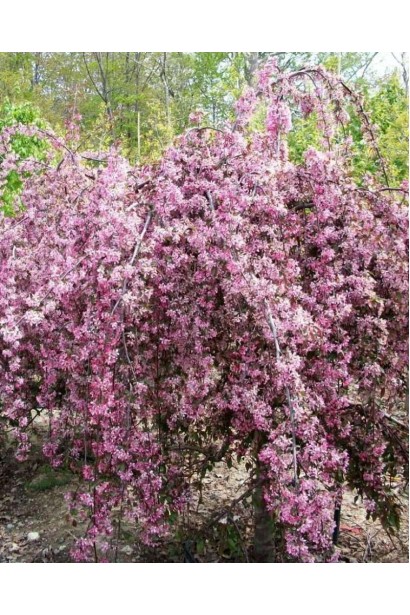 Плакуча яблуня Роял Б’юті з декоративними квітами.